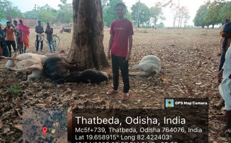 ଝରିଗାଁ ବ୍ଲକରେ କାଳ ବୈଶାଖୀ ପ୍ରଭାବ ବଜ୍ରାଘାତରେ ୬ ଗାଇ ମୃତ୍ୟୁ