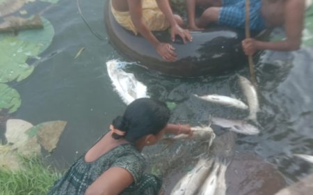 ମାଛ ପୋଖରୀରେ ପଶିଲା ବେଦାନ୍ତ ଫ୍ଲାଏ ଆସପଣ୍ଡର ବିଷାକ୍ତ ପାଣି ତେଲେଙ୍ଗାମୁଣ୍ଡା ପୋଖରୀରେ ହଜାରହଜାର ମାଛଙ୍କ ମୃତ୍ୟୁ  ମହିଳା ଗୋଷ୍ଠୀ ସର୍ବସ୍ୱାନ୍ତ