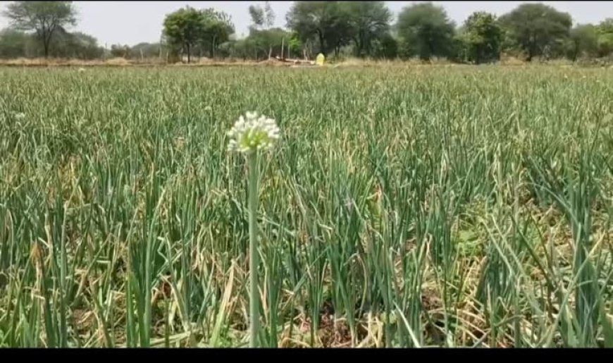 ଅଭାବୀ ବିକ୍ରିର ଶିକାର୍ କଳାହାଣ୍ଡି ଜିଲ୍ଲାର ପିଆଜ ଚାଷୀ