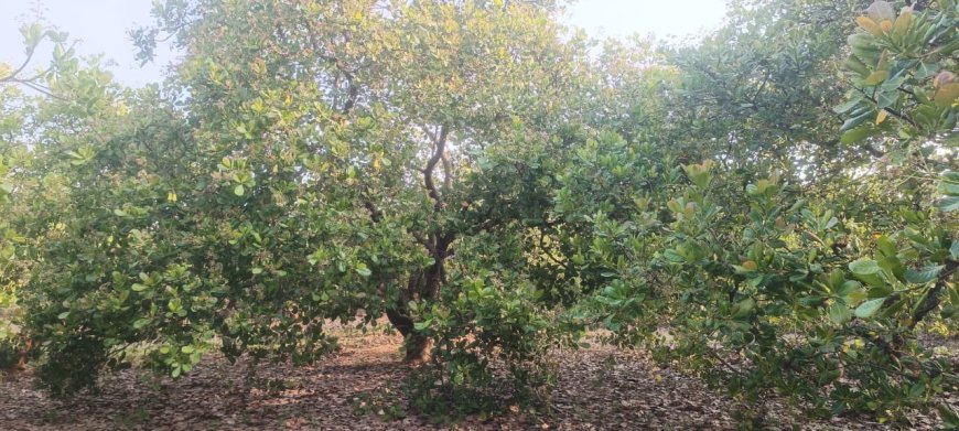 ହ୍ରାସ ପାଇଛି କାଜୁ ମଞ୍ଜି ଉତ୍ପାଦନ। ଅଭାବି ବିକ୍ରିକୁ ନେଇ ଚିନ୍ତାରେ ଚାଷୀ |