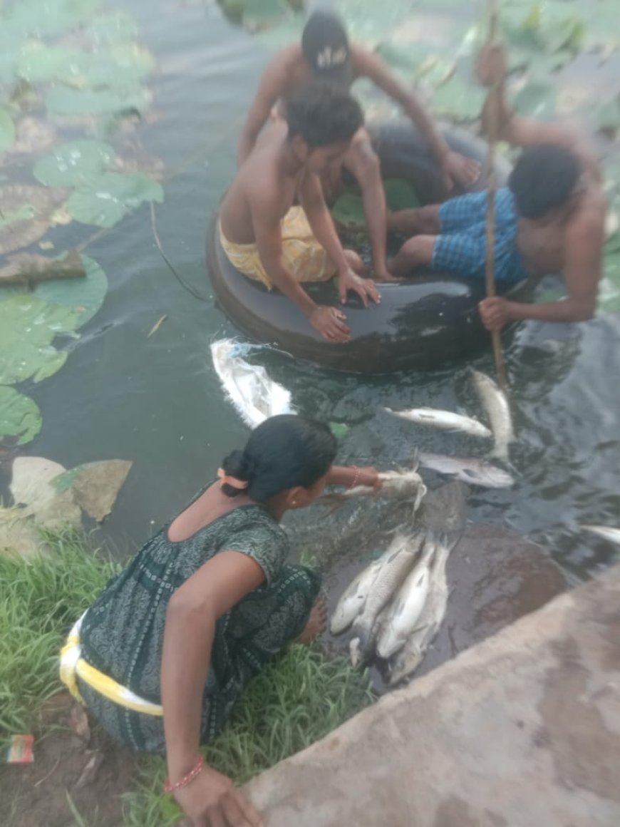 ମାଛ ପୋଖରୀରେ ପଶିଲା ବେଦାନ୍ତ ଫ୍ଲାଏ ଆସପଣ୍ଡର ବିଷାକ୍ତ ପାଣି ତେଲେଙ୍ଗାମୁଣ୍ଡା ପୋଖରୀରେ ହଜାରହଜାର ମାଛଙ୍କ ମୃତ୍ୟୁ ମହିଳା ଗୋଷ୍ଠୀ ସର୍ବସ୍ୱାନ୍ତ