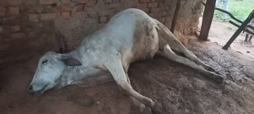 ବଜ୍ରାଘାତରେ ବଳଦ ମୃତ, ଚିନ୍ତାରେ ଚାଷୀ।