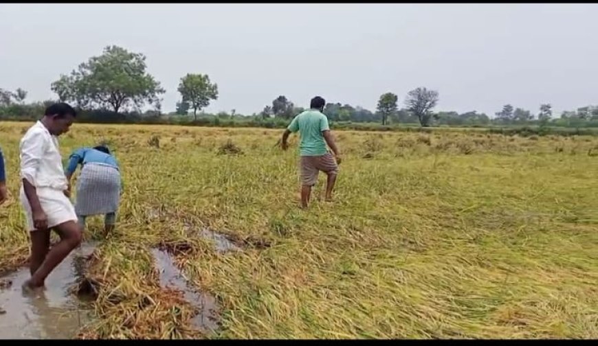 ଅଦିନିଆ ଲଘୁଚାପ ବର୍ଷାରେ ଗଜା ହେଲା ଧାନ, ସରକାରୀ ସହାୟତା ପାଇଁ ପ୍ରଶାସନକୁ ନିବେଦନ।
