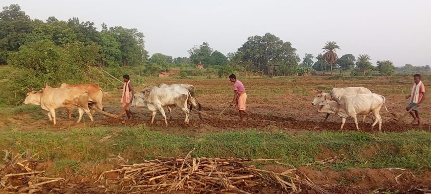 ପ୍ରାକ ମୌସୁମୀ ବର୍ଷା ପରେ ଝରିଗାଁ ବ୍ଳକରେ ଚାଷ କାମ ଆରମ୍ଭ।