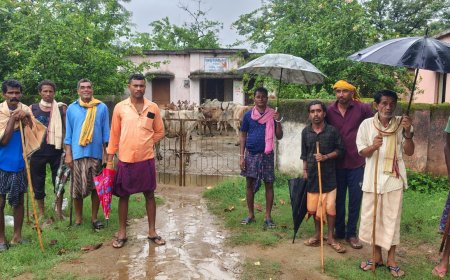 ନିଜ ପେଟ ପାଇଁ ରାଜସ୍ବ ନିରୀକ୍ଷକ ଙ୍କ କାର୍ଯ୍ୟାଳୟ ଠାରେ ଧାରଣା ରେ ବସିଲେ ଗାଈ ଗୋରୁ ।