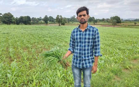 ଅଜଣା ଘାସକୁ ନେଇ ଚିନ୍ତାରେ ଝରିଗାଁ ବ୍ଲକ ଚାଷୀ ପ୍ରତି ବର୍ଷ ବଡୁଛି,ମକା ଅମଳ କମୁଛି ।