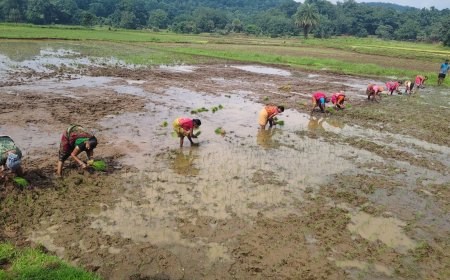 ଅର୍ଥ ରୋଜଗାର ସହ ସମ୍ପର୍କର ଡୋରୀରେ ବାନ୍ଧିଛି ପଲ୍ଲୀ ମହିଳାଙ୍କୁ ପାରମ୍ପାରିକ ଧାନରୁଆ କାର୍ଯ୍ୟ।