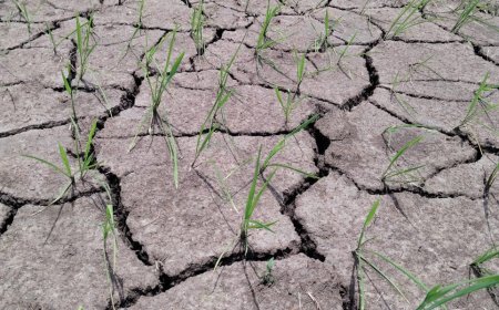 ଶ୍ରାବଣ ମାସରେ ବର୍ଷା ଉଭାନ, ତତଲା ଖରାରେ ଜମି ଫାଟି ଆଁ, ଚିନ୍ତାରେ ଚାଷୀ।