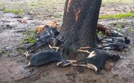 BREAKING NEWS -ବଜ୍ର ଘାତରେ ଏଗାରଟି ଗୃହପାଳିତ  ପଶୁଙ୍କ ମୃତ