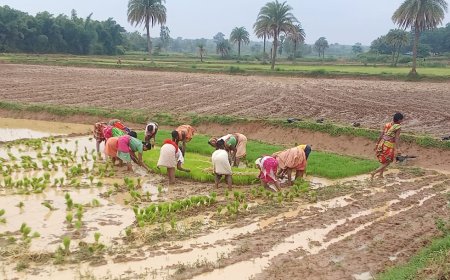 ମୌସୁମୀ ବର୍ଷା ପରେ ଚାଷୀଙ୍କୁ ଶ୍ରମିକ ଅଭାବ ଚିନ୍ତା ।