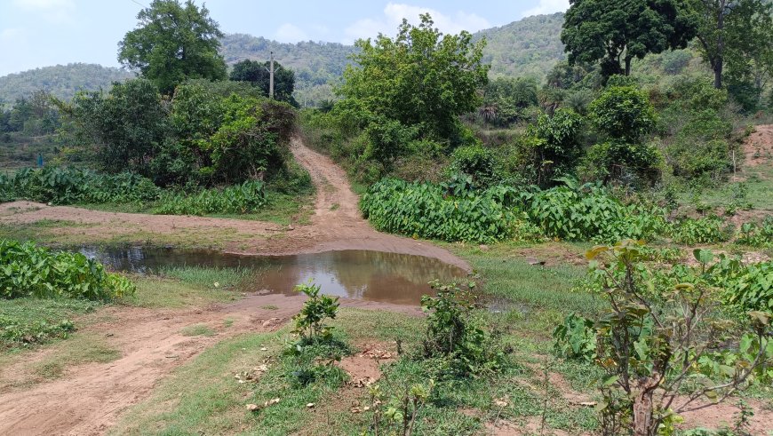 ସମସ୍ୟା ଘେରରେ ବାରବୁଲି ଗାଁ ଗାଁ ବିକାଶରେ ବାଧକ ସାଜିଛି ରାସ୍ତା ଓ ପୋଲ,ଶିକ୍ଷା,ସ୍ୱାସ୍ଥ୍ୟ,ଗମନାଗମନ ଏମାନଙ୍କ ପାଇଁ ସାତ ସପନ*