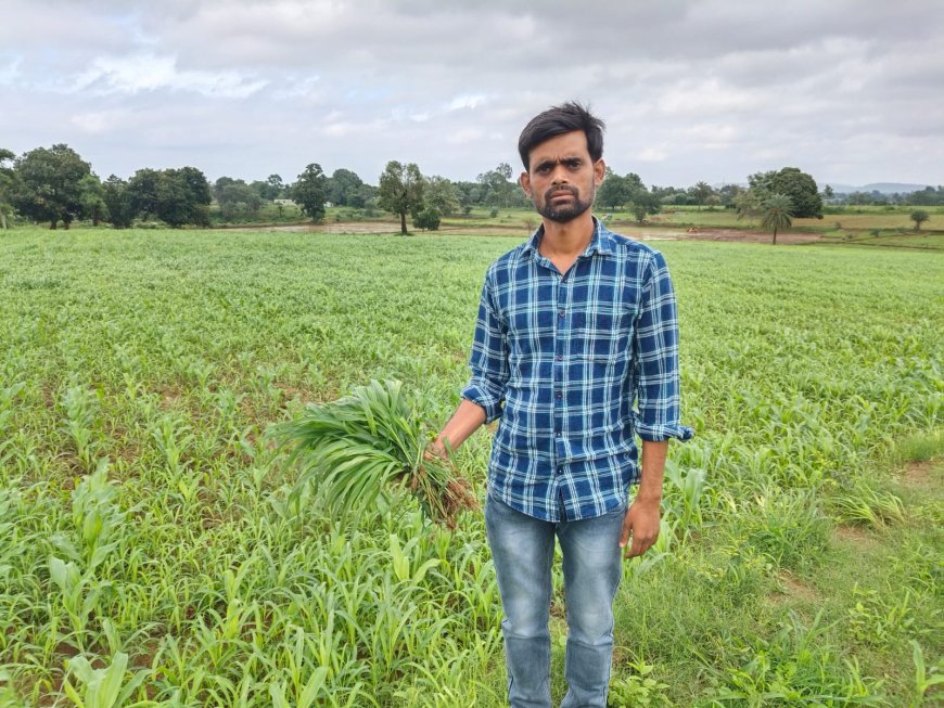 ଅଜଣା ଘାସକୁ ନେଇ ଚିନ୍ତାରେ ଝରିଗାଁ ବ୍ଲକ ଚାଷୀ ପ୍ରତି ବର୍ଷ ବଡୁଛି,ମକା ଅମଳ କମୁଛି ।