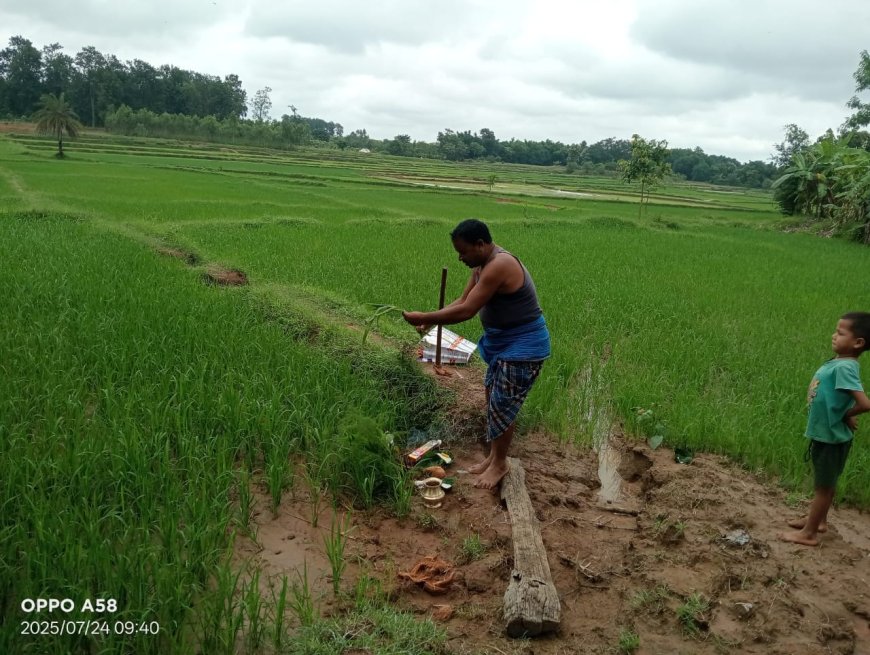ଚାଷୀର କୃଷି ଭିତ୍ତିକ ଉଁଆଷ ପର୍ବ ପାଳିତ |।