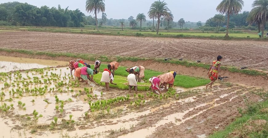 ମୌସୁମୀ ବର୍ଷା ପରେ ଚାଷୀଙ୍କୁ ଶ୍ରମିକ ଅଭାବ ଚିନ୍ତା ।