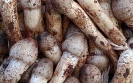 ଆଦିବାସୀ ମହିଳା ମାନଙ୍କ ପାଇଁ ରୋଜଗାରର ଉତ୍ସ ପାଲଟିଛି ବର୍ଷା ଦିନିଆଁ ଛତୁ ।ବଢ଼ୁଛି ବର୍ଷାଦିନିଆ ଛତୁର ଚାହିଦା।