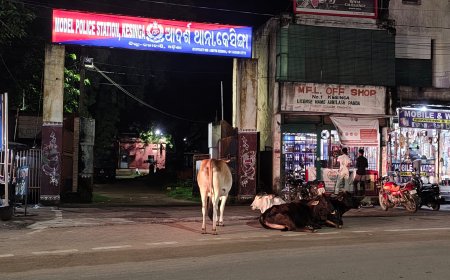 ଗାଈଗୋରୁଙ୍କ କବଜାରେ କେସିଙ୍ଗା ମାର୍କେଟ  ଉତ୍କଟ ହେଉଛି ଟ୍ରାଫିକ ସମସ୍ୟା