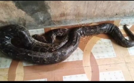 ଆହତ ଅଜଗର ସାପ କୁ ଉଦ୍ଧାର କଲେ ବନ ବିଭାଗ ସ୍ନେକ ହେଲ୍ପ ଲାଇନ କର୍ମଚାରୀ ।