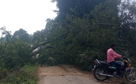 ରାସ୍ତା ଉପରେ ଗଛ ପଡି ରାସ୍ତା ଅବରୋଧ |ଯାତାୟାତରେ ଦେଖା ଦେଇଛି ସମସ୍ୟା ।