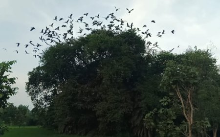 ପକ୍ଷୀ ପ୍ରେମୀ ଗାଁ ବୋରଭଟା, ସୁରକ୍ଷା ଦେଉଛନ୍ତି ଯୁବ ଗୋଷ୍ଠୀ।