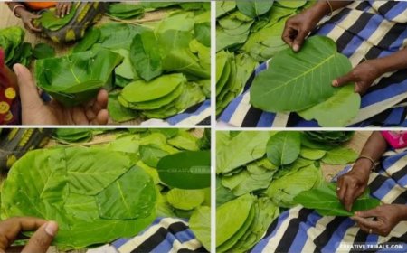 ଶାଳପତ୍ର ଦେଉଛି ଆଦିବାସୀ ଙ୍କୁ ରୋଜଗାର!