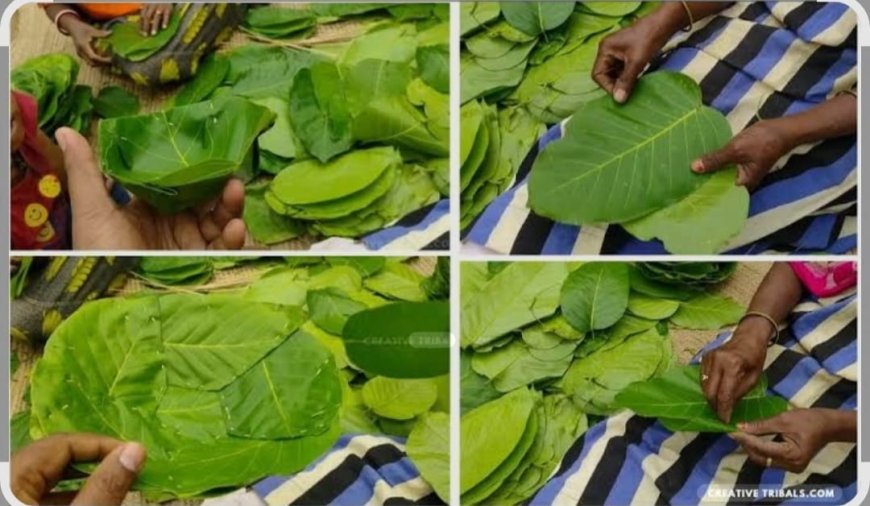 ଶାଳପତ୍ର ଦେଉଛି ଆଦିବାସୀ ଙ୍କୁ ରୋଜଗାର!