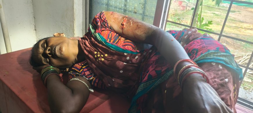 ଭାଲୁ ଆକ୍ରମଣରେ ମହିଳା ଗୁରୁତର ।