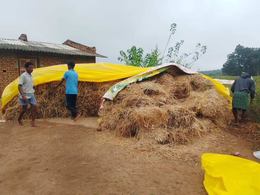 ଡରାଉଛି ମୋନ୍ଥା,ଚିନ୍ତାରେ ମକା ଓ ଧାନ ଚାଷୀ।