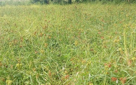 ଚାଷୀର ଆର୍ଥିକ ପ୍ରଗତି ଓ ପୁଷ୍ଟିକର ଖାଦ୍ୟ ଭାବେ ମାଣ୍ଡିଆ ଚାଷ ପ୍ରତି ବଢୁଛି ଚାଷୀର ଆଗ୍ରହ।