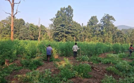 ଗୋଛାପଡା ପୋଲିସ ଦ୍ୱାରା ୧୦୬ଏକର ଗଞ୍ଜେଇ ଚାଷ ନଷ୍ଟ ।