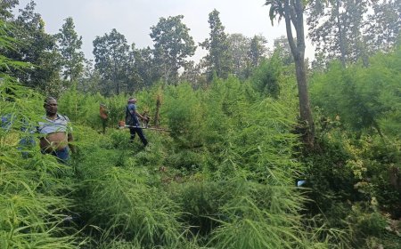 ଗୋଛା ପଡ଼ା ପୋଲିସ ପୁଣି କାଟିଲା ୧୫୨ ଏକର ଜଙ୍ଗଲ ଜମିରେ ଚାଷ ହୋଇଥିବା ଗଞ୍ଜେଇ ଗଛ I