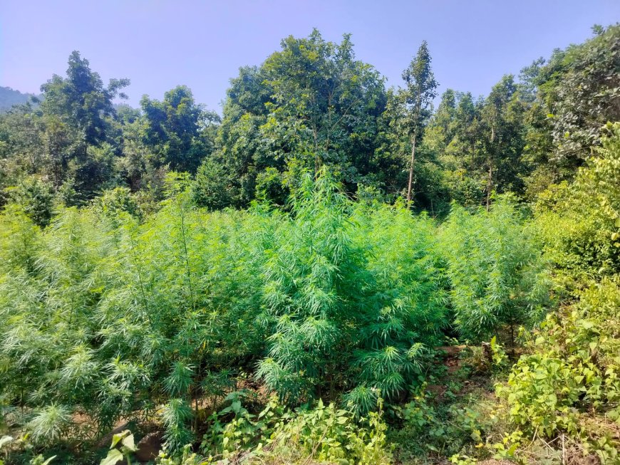 ଗୋଛାପଡ଼ା ଥାନା ଅଞ୍ଚଳ ରେ ୮୭ ଏକର ଗଞ୍ଜେଇ ଚାଷ ନଷ୍ଟକଲା ଗୋଛାପଡ଼ା ପୋଲିସ l