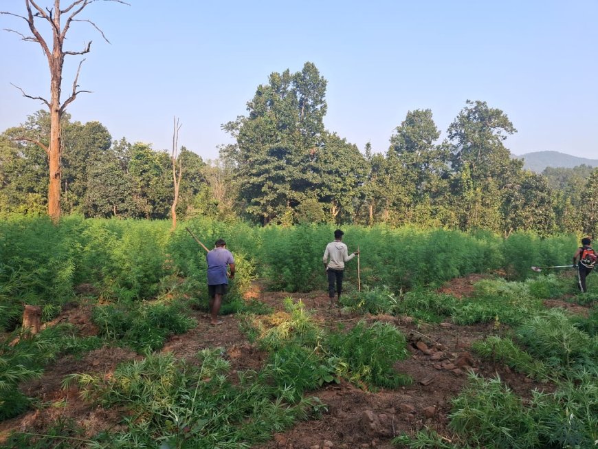 ଗୋଛାପଡା ପୋଲିସ ଦ୍ୱାରା ୧୦୬ଏକର ଗଞ୍ଜେଇ ଚାଷ ନଷ୍ଟ ।