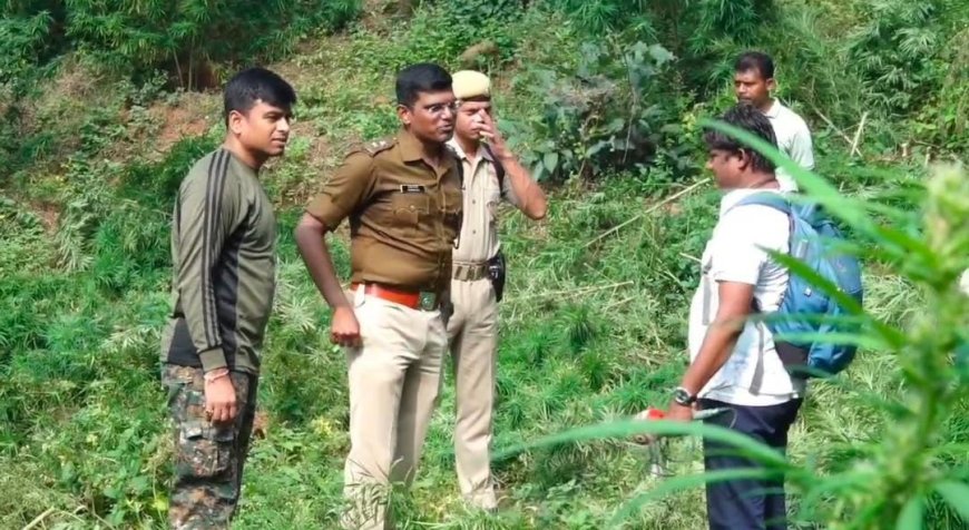 ଗୋଛା ପଡା ପୁଲିସ ପକ୍ଷରୁ ଗଞ୍ଜେଇ କଟା ଅଭିଯାନ, ସାମିଲ ହେଲେ କନ୍ଧମାଳ ଏସପି l