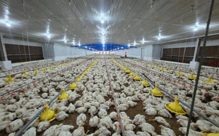 ମୁଖ୍ୟମନ୍ତ୍ରୀ କୃଷି ଉଦ୍ୟୋଗୀ ଯୋଜନା ଏକ ସଫଳ ପ୍ରୟାସ, ମହିଳାଙ୍କୁ ବ୍ରଏଲର କୁକୁଡ଼ା ଫାର୍ମ ସ୍ବାବଲମ୍ବୀ କଲା