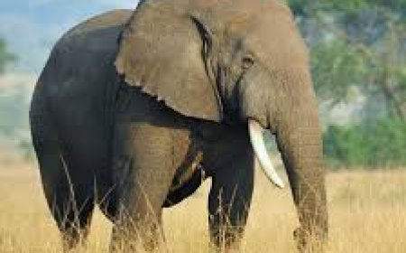 ବେଲଘର ବନାଞ୍ଚଳରେ ହାତୀ ହତ୍ୟା କାଣ୍ଡ ପ୍ରମାଣ ନଷ୍ଟ ପାଇଁ କେସିଙ୍ଗା ଡ୍ୟାମ ନିକଟ ଜଙ୍ଗଲରେ ପୋତାଯାଇଥିଲା ହାତୀ ଶବ  (ବନା ଅଧିକାରୀ ବିନୟ କୁମାର ବିଶି ନିଲମ୍ବିତ)