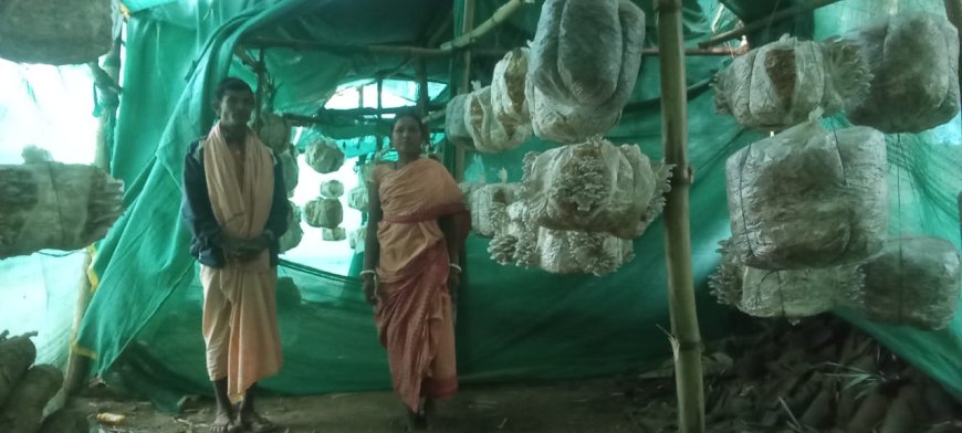 ୟୁଟ୍ୟୁବ ଦେଖାଇଲା ରୋଜଗାରର ରାସ୍ତା,ଛତୁ ଚାଷକରି ସ୍ୱାବଲମ୍ବୀ ସୂର୍ଯ୍ୟ ନାରାୟଣ ମାଝୀ ।