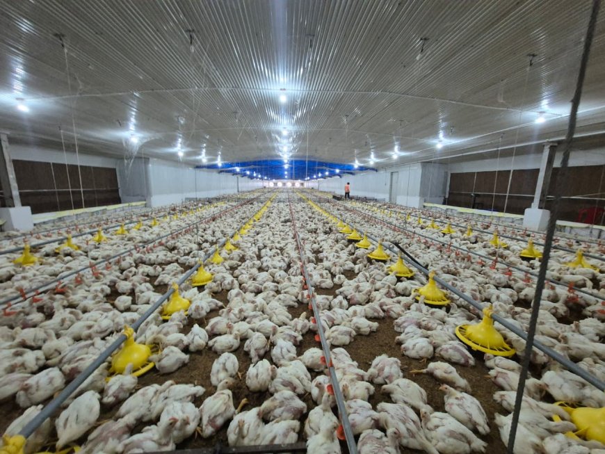 ମୁଖ୍ୟମନ୍ତ୍ରୀ କୃଷି ଉଦ୍ୟୋଗୀ ଯୋଜନା ଏକ ସଫଳ ପ୍ରୟାସ, ମହିଳାଙ୍କୁ ବ୍ରଏଲର କୁକୁଡ଼ା ଫାର୍ମ ସ୍ବାବଲମ୍ବୀ କଲା