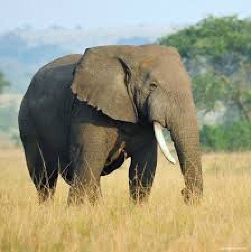 ବେଲଘର ବନାଞ୍ଚଳରେ ହାତୀ ହତ୍ୟା କାଣ୍ଡ ପ୍ରମାଣ ନଷ୍ଟ ପାଇଁ କେସିଙ୍ଗା ଡ୍ୟାମ ନିକଟ ଜଙ୍ଗଲରେ ପୋତାଯାଇଥିଲା ହାତୀ ଶବ  (ବନା ଅଧିକାରୀ ବିନୟ କୁମାର ବିଶି ନିଲମ୍ବିତ)