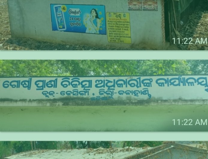 ସବ୍‌ସିଡି ମିଳିଲା, ବନ୍ଦ ହୋଇଗଲା କୁକୁଡ଼ା ଫାର୍ମ! କେସିଙ୍ଗା ବ୍ଲକରେ କୋଟି କୋଟି ଟଙ୍କାର କୁକୁଡ଼ା ଚାଷ ପ୍ରକଳ୍ପ ଫେଲ୍‌, ଅର୍ଥ ଆତ୍ମସାତ୍‌ ଅଭିଯୋଗ