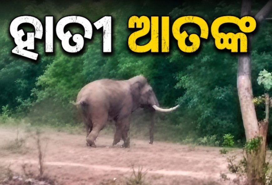 ବକ୍ସି ତୁଳସୀପାଲି ପଞ୍ଚାୟତରେ ହାତୀ ଆତଙ୍କ: ମଣ୍ଡିରୁ ଧାନ ଖାଇଦେଲା, ଘଉଡ଼ାଇବାକୁ ଯାଇ ନାକେଦମ ହେଲେ ଲୋକେ