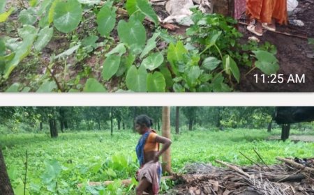 ଲଘୁଚାପ ଜନିତ ବର୍ଷାରେ ଗୁହାଳ ଭାଙ୍ଗି ୪ ଛେଳି ମୃତ, ଚାଷୀ ହତାଶ; ପ୍ରଶାସନର ଅବହେଳା ଅଭିଯୋଗ