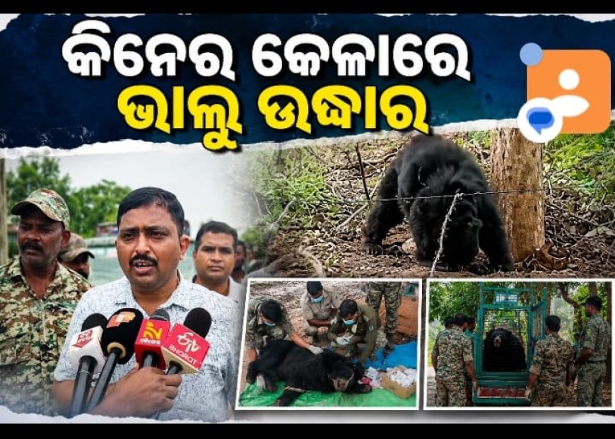 ତାର ବାଡ଼ରେ ଫସିଲା ବନ୍ୟ ଭାଲୁ, ଟ୍ରାଙ୍କୁଲାଇଜ୍ କରି ସୁରକ୍ଷିତ ଉଦ୍ଧାର କଲା ବନ ବିଭାଗ