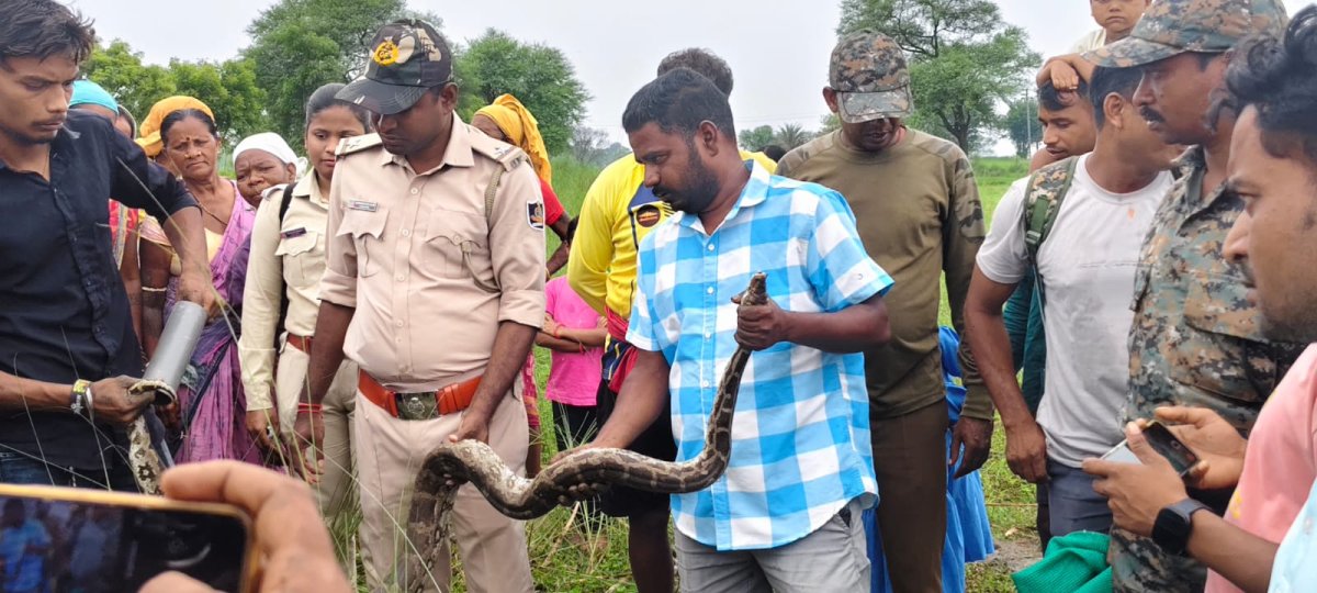 ବାହାଦୁରପଦରରେ ୮ ଫୁଟିଆ ଅଜଗର ଉଦ୍ଧାର ତେଳନଦୀ ପୀଠ ନିକଟରେ ଚାଷଜମିରୁ ଉଦ୍ଧାର, ଦେଖିବାକୁ ଜମିଲା ଲୋକଙ୍କ ଭିଡ଼